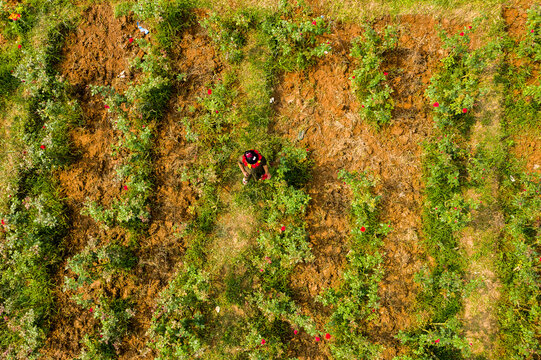 Aerial view of a person working in a flower field with rows of red blossoms and green foliage in the soil of Dhaka, Dhaka Division, Bangladesh.