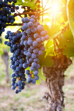 Grapes hanging on grapevine in vineyard ready for autumn harvest and wine making