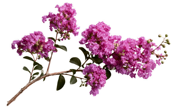 Pink Crepe Myrtle Flowering Branch Isolated