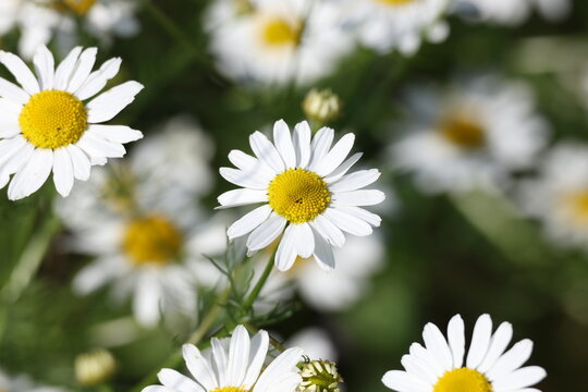 Matricaria chamomilla flowering naturally across a sunny summer field