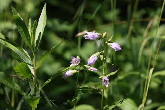 Nettle leaved Bellflower plant with lilac blooms and unopened buds in a summer meadow, Campanula trachelium
