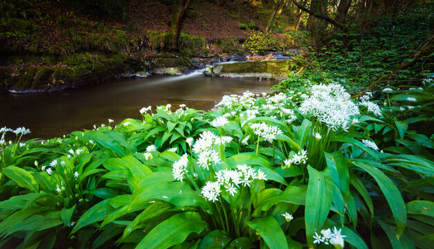 Wild garlic flowers