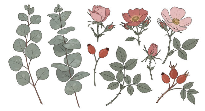 Botanical floral illustration set featuring eucalyptus branches pink wild roses and red rose hips on white background