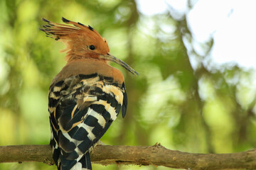 Eurasian Hoopoe Bird Perched on Tree Branch in Natural Green Background © Sigma s