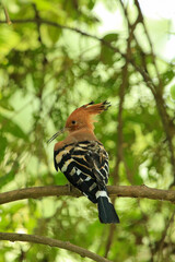 Eurasian Hoopoe Bird Perched on Tree Branch in Natural Green Background © Sigma s