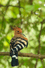 Eurasian Hoopoe Bird Perched on Tree Branch in Natural Green Background © Sigma s