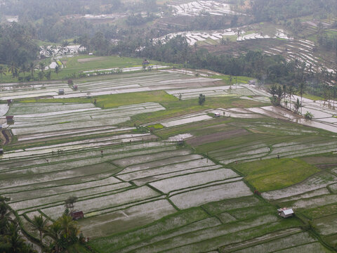 Aerial view of Subak Piak rice terraces with lush green paddies and water-filled fields in the rural landscape of Penebel, Bali, Indonesia.