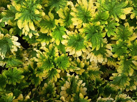 Variegated coleus plant leaves Coleus scutellarioides displaying yellow and green foliage texture in flat lay view.