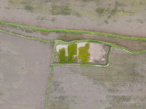 Aerial view of Subak Piak rice paddies featuring irrigation channels and varying soil textures in Penebel, Bali, Indonesia.