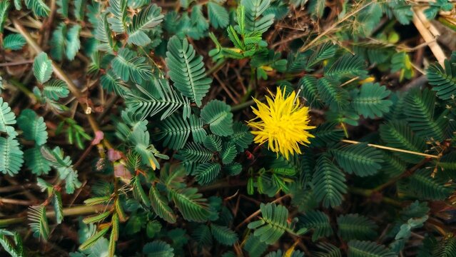 yellow flower on green background