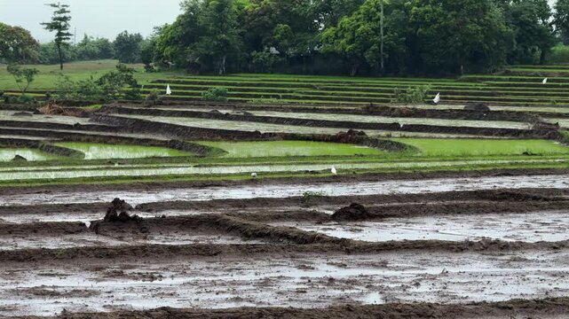 agricultural plains of Ocampo, Camarines Sur, revealing geometric rice fields and scattered farms around Villaflorida, with Mount Isarog dominating the distant horizon.