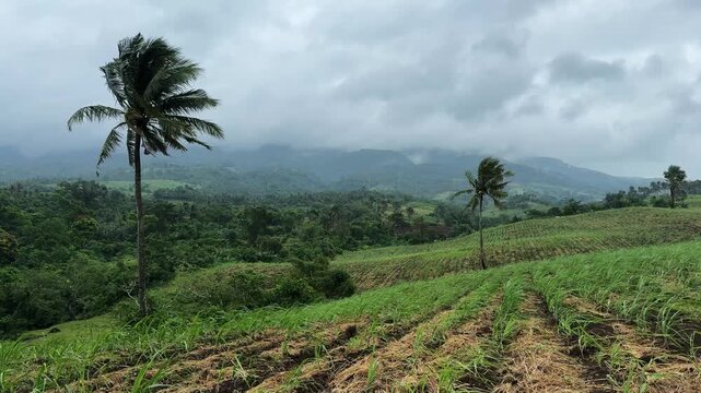 landscape of rural San Jose and Villaflorida in Ocampo, Camarines Sur, featuring patterned rice fields, agricultural land and tropical vegetation with the distinctive silhouette of Mount Isarog in the