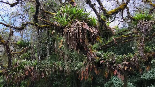 Epiphytic bromeliads and moss hang densely from twisting tree branches in the Yungas cloud forest, useful for biodiversity, ecology, or conservation themes.