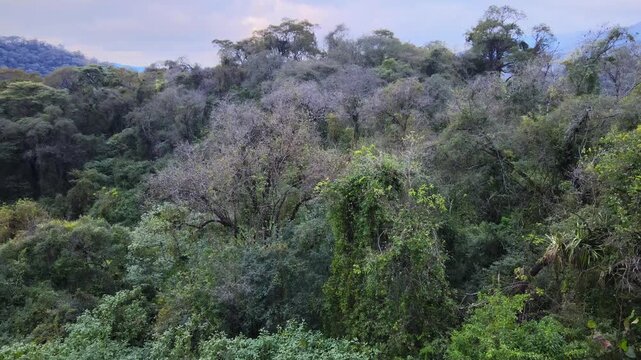 Dense Yungas cloud forest fills the frame with layered tree canopy and distant hills under soft evening light, seen from a static high drone angle.