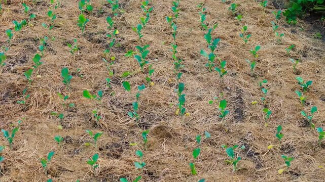 Aerial view of young broccoli plants growing in rows in an agricultural field in Xochimilco, Mexico City, with soil and dry plant mulch covering the ground.
