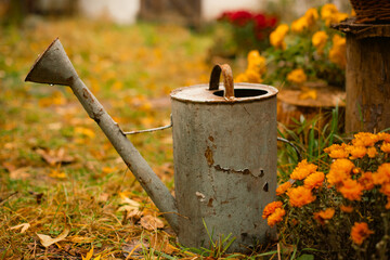 Vintage rusted metal watering can standing next to bright yellow flowers in fall garden © cenchild