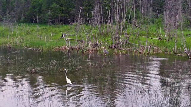 A Great Egret wades through a quiet pond bordered by green marsh plants and woodland