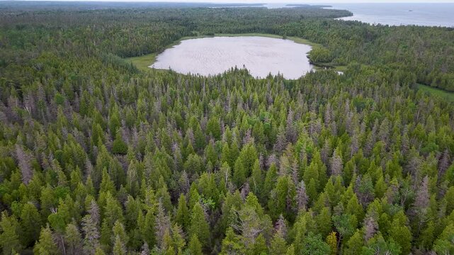 Drone footage flies above dense evergreen forest toward a secluded freshwater lake in the Upper Peninsula