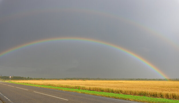 Dramatic double rainbow appears above a vast wheat field