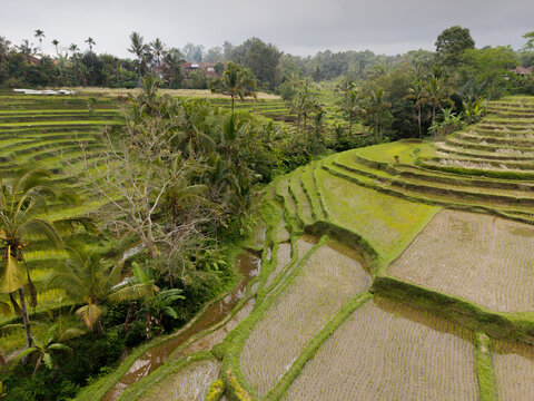 Aerial view of Subak Piak rice terraces with lush green paddies, palm trees, and water-filled levels in the tropical landscape of Penebel, Bali, Indonesia.