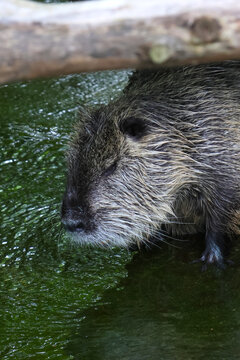 Serene Nutria in Natural Habitat: Wildlife Photography for Nature Enthusiasts