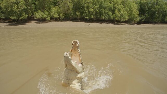 Saltwater crocodile leaping from the water in slow motion, with its jaws open, on the Adelaide River in Australia.