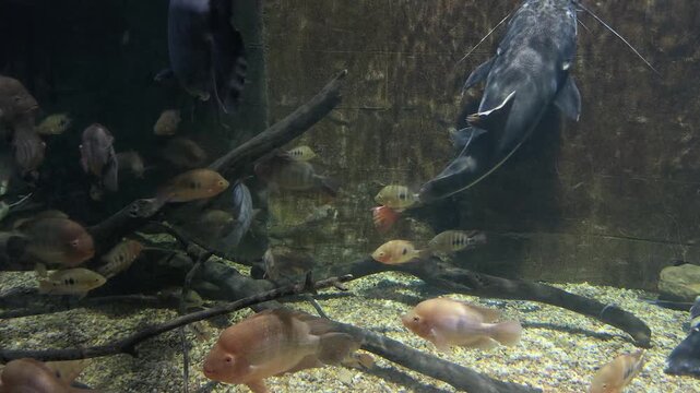 A diverse group of tropical freshwater fish swims through a large aquarium featuring driftwood and a gravel-covered bottom. The scene includes a prominent redtail catfish moving among colorful cichlid