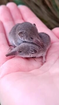 Two Cute Baby Shrews Sitting On Human Palm In Close Up View Vertical Stock Video Footage