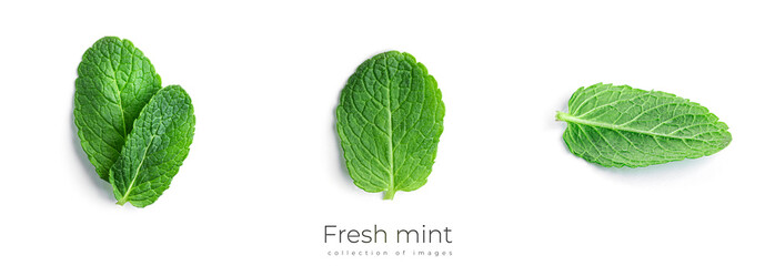 Fresh, green mint leaves on a white background. © Светлана Гуркова