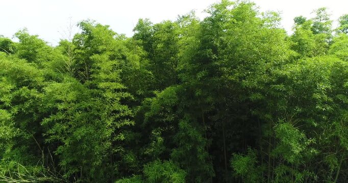 Aerial View of Lush Green Bamboo Forest Canopy