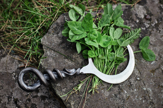 Crescent shaped metal blade with a twisted dark handle rests across freshly gathered green stems on rough stone in a woodland still life about botanical gathering