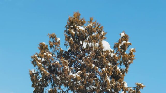 4K shot of snow on Juniper tree after heavy snowfall during the winter season as seen from Keylong in Lahaul and Spiti district, Himachal Pradesh, India. Scenic natural background with copy space.