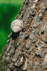 A banded snail clings to the deeply furrowed bark of a tree © Дмитро Ганжеєв