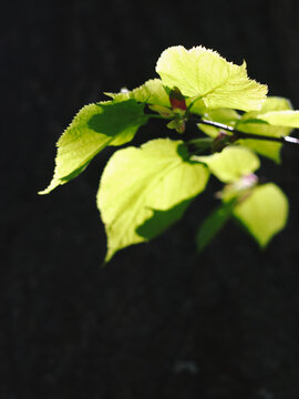 Bright spring leaves emerge from the darkness beside a rugged tree trunk
