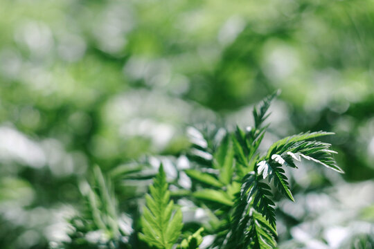 Pinnate leaves unfold in a loose cascade of spring green