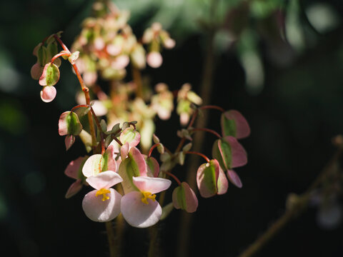 Pink begonia flowers and green winged ovaries hanging from slender red stems