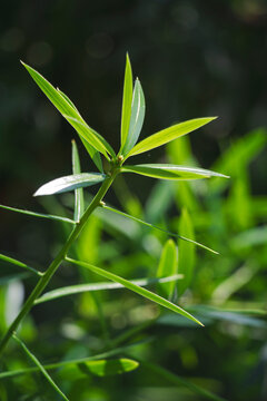Vibrant buddhist pine foliage illuminated by warm spring sunlight