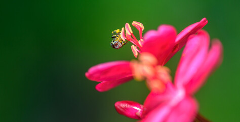 Fototapeta premium Close-up macro of a Stingless bee pollinating a red flower. Bee collecting nectar from its stamens against a soft green bokeh background