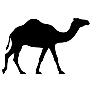 Camel silhouette walking animal icon simple minimalist graphic design element isolated on plain solid surface with walking side profile