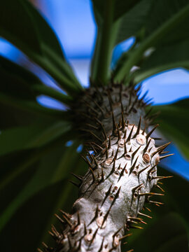 Armored pachypodium trunk rises beneath a crown of long green leaves