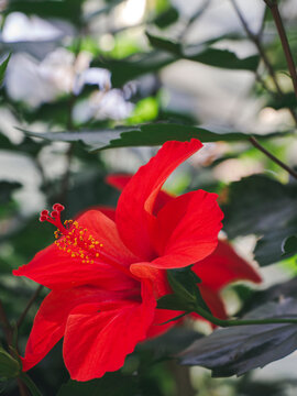 Seen from the side, a scarlet hibiscus reveals sweeping petals and a projecting staminal column