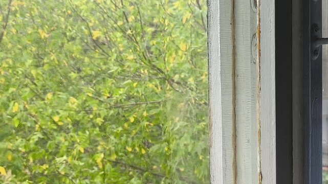 View from a window of trees with yellow leaves moving in the wind under an overcast sky, illustrating autumn weather, colder temperatures, strong wind and the approaching cold season.