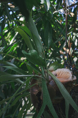 Epiphytic staghorn fern grows among lush tropical greenhouse foliage  © Дмитро Ганжеєв