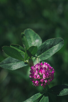Magenta clover nestled beneath a canopy of softly mottled leaves