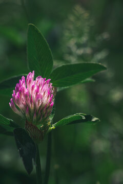Pink clover florets emerging from a green cup