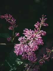Slender pink lilac tubes spill from loosely branching panicles © Дмитро Ганжеєв