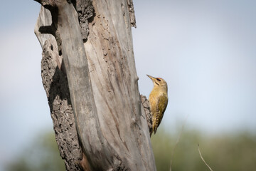 Fototapeta premium Grey-headed Woodpecker on Deadwood – Native Woodpecker Foraging on Dead Tree (Picus canus)