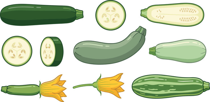 Fresh Zucchini and Courgette Vegetable Illustration Set Featuring Whole Vegetables, Sliced Cross Sections, Blossoms, Green Squash, and Botanical Food Elements