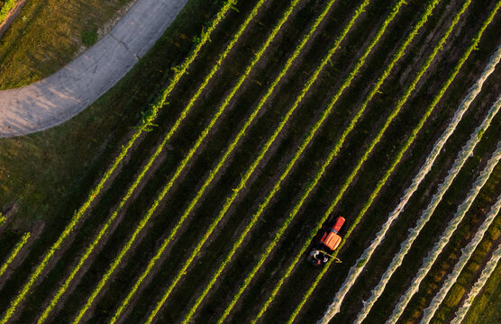 Aerial view of a tractor working in a vineyard on Old Mission Peninsula with vines covered in protective netting during golden hour in Traverse City, Michigan, United States.