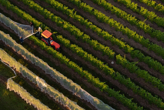 Aerial view of a tractor and workers applying protective netting to rows of grapevines in a vineyard during golden hour in Traverse City, Michigan, United States.